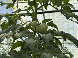 Thrips sur culture de tomates sous abri